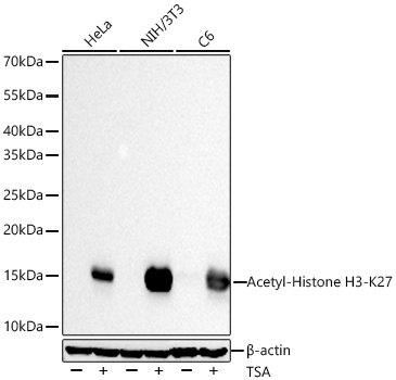 Acetyl-Histone H3-K27 Monoclonal Antibody [4H9K6]