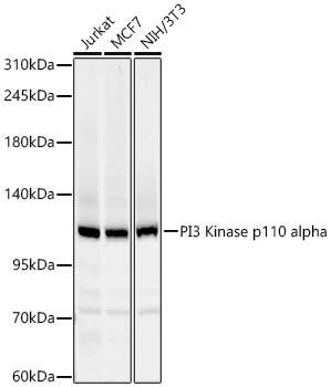 PI3 Kinase p110 alpha Monoclonal Antibody [9V8G8]