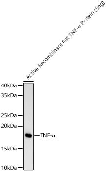 TNF-a Monoclonal Antibody [2G7M6]