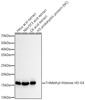 TriMethyl-Histone H3-K4 Monoclonal Antibody [9W10U0]