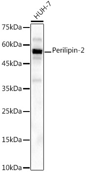 Perilipin-2 Monoclonal Antibody [2Q10G5]