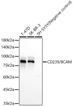 CD239/BCAM Monoclonal Antibody [7E5G9]