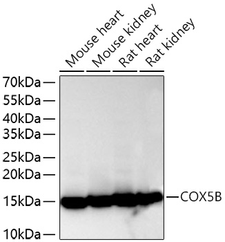 COX5B Monoclonal Antibody [3I8Y0]