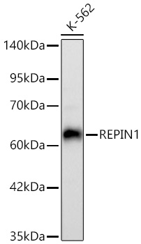 REPIN1 Monoclonal Antibody [2X2E9]