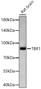 TBR1 Monoclonal Antibody [7I8C4]
