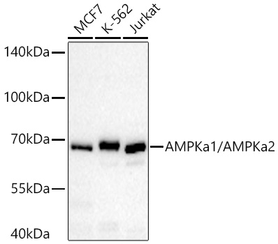 AMPKa1/AMPKa2 Monoclonal Antibody