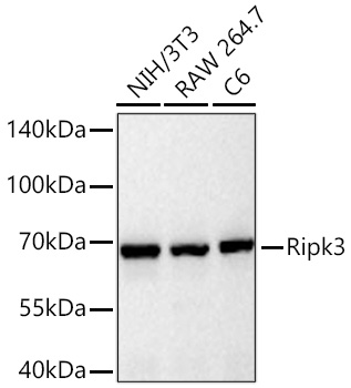 Ripk3 Monoclonal Antibody [1G2B5]