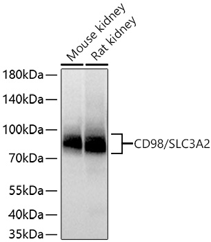 CD98/SLC3A2 Monoclonal Antibody [6L4B4]