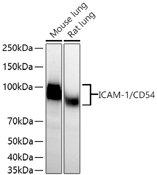 ICAM-1/CD54 Monoclonal Antibody [5U6M1]