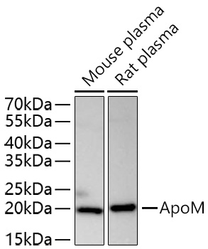 ApoM Monoclonal Antibody [5K5N8]