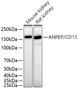 ANPEP/CD13 Monoclonal Antibody [1J2N3]