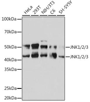 JNK1/2/3 Monoclonal Antibody [7K5L10]