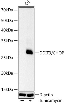 DDIT3/CHOP Monoclonal Antibody [7L3A1]