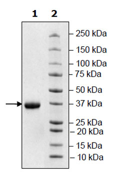SARS-CoV-2 Spike S1 RBD (V367F) Protein, Avi-His-tag