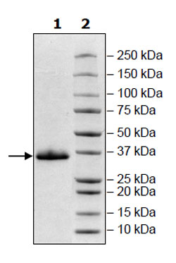 SARS-CoV-2 Spike S1 RBD Protein, Avi-His-tag (1 mg)