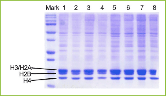 SDS-PAGE analysis of histone extracts was prepared with the EpiQuik Total Histone Extraction Kit. 10 ug of each sample were loaded per lane (1-8).