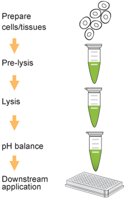 Schematic procedure of chromation isolation with the EpiQuik Total Histone Extraction Kit.