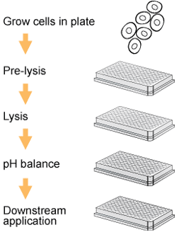 Schematic procedure for using the EpiQuik Total Histone Extraction HT Kit.