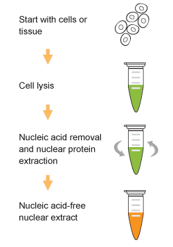 Schematic image of the EpiQuik Nuclear Extraction Kit II (Nucleic Acid-Free).