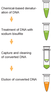 Schematic procedure of the Methylamp DNA Modification Kit.