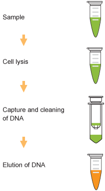 Schematic Procedure for the  FitAmp General Tissue Section DNA Isolation Kit.
