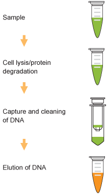 Schematic Procedure for the  FitAmp Plasma/Serum DNA Isolation Kit.