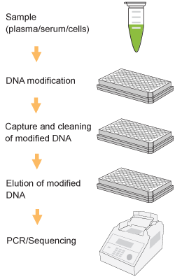 Schematic procedure for using the Methylamp 96 DNA Modification Kit