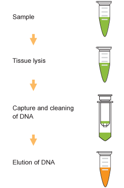 Schematic Procedure for Using the FitAmpTM Paraffin Tissue Section DNA Isolation Kit