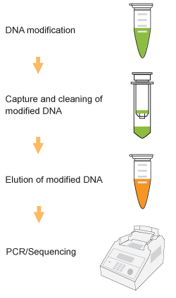 Schematic procedure for using the Methylamp One-Step DNA Modification Kit.