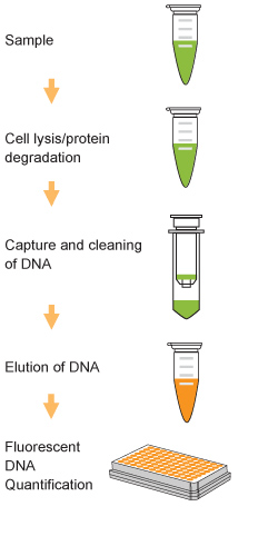 Workflow of the FitAmp Circulating DNA Quantification Kit.