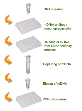 Schematic procedure of the Methylamp Methylated DNA Capture Kit.