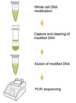 Schematic procedure for using the Methylamp Whole Cell Bisulfite Modification Kit.