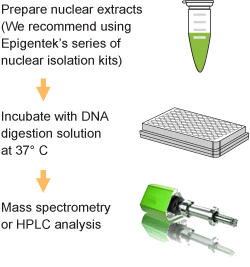 The EpiQuik One-Step DNA Hydrolysis Kit simply applies our proprietary enzymatic DNA digestion solution to DNA or oligonucleotides. After treatment with the DNA digestion buffer, DNA is easily digested into single nucleosides without phosphate groups.