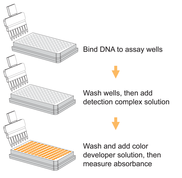 Schematic procedure for the MethylFlash   Global DNA Methylation (5-mC) ELISA Easy Kit (Colorimetric).