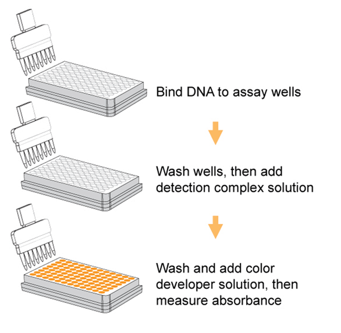 Schematic procedure of the   MethylFlash Global DNA Hydroxymethylation (5-hmC) ELISA Easy Kit (Colorimetric).