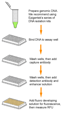 Schematic procedure for the MethylFlash Methylated DNA Quantification Kit (Fluorometric).