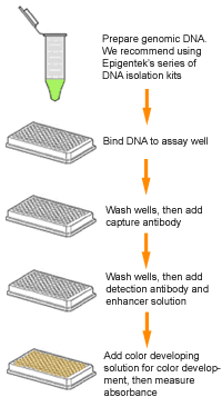 Schematic procedure of the MethylFlash Hydroxymethylated DNA Quantification Kit.
