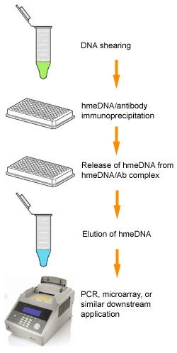 Schematic procedure of the EpiQuik Hydroxymethylated DNA Immunoprecipitation (hMeDIP) Kit.