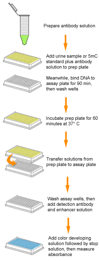 Schematic procedure for the MethylFlash Urine 5-Methylcytosine Quantification Kit (Colorimetric).