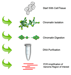 Schematic procedure of the EpiQuik Chromatin Accessibility Assay Kit.