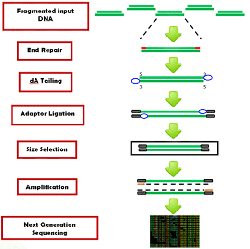 Workflow of the EpiNext� DNA Library Preparation Kit (Illumina).