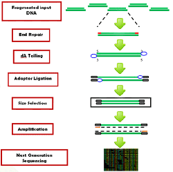 Workflow of the EpiNext DNA Library Preparation Kit (Illumina).