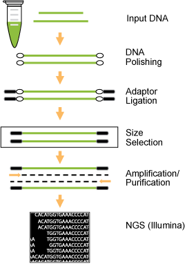 Workflow of the EpiNext High-Sensitivity DNA Library Preparation Kit.