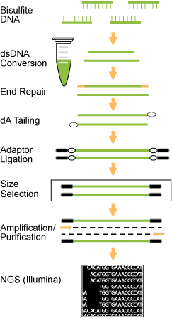 Schematic procedure for the EpiNext&trade; Post-Bisulfite DNA Library Preparation Kit.