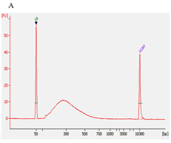 Size distribution of library fragments. Post-bisulfite DNA libraries were prepared from human placenta DNA using the EpiNext High-Sensitivity Bisulfite-Seq Kit (Illumina): A: 10 ng; B: 50 ng.