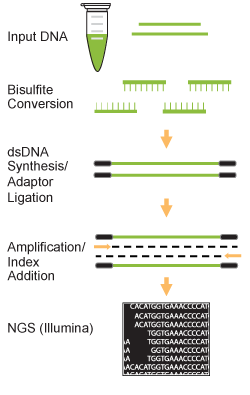 Workflow of the EpiNext High-Sensitivity Bisulfite-Seq Kit (Illumina).