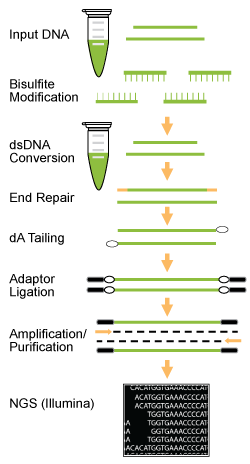 Workflow of the EpiNext Bisulfite-Seq High Sensitivity Kit