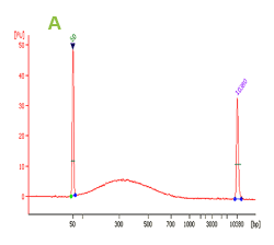 Size selection of DNA fragments: Human Placenta DNA was sheared to 100-700 bps in length with peak size of about 300 bps (A). A target peak size of 500 bps (B) was selected using the EpiNext&trade;&nbsp;DNA Size Selection Kit.