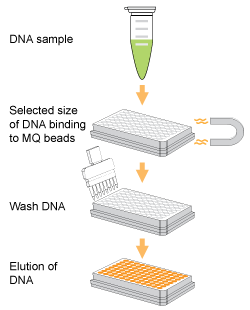 Workflow of the EpiNext&trade;&nbsp;DNA Size Selection Kit.