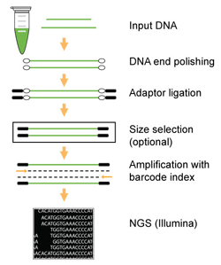 Workflow of the DNA library preparation with the EpiNext&trade; NGS Barcode (Index) Set-12.